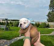 Buldog Angielski