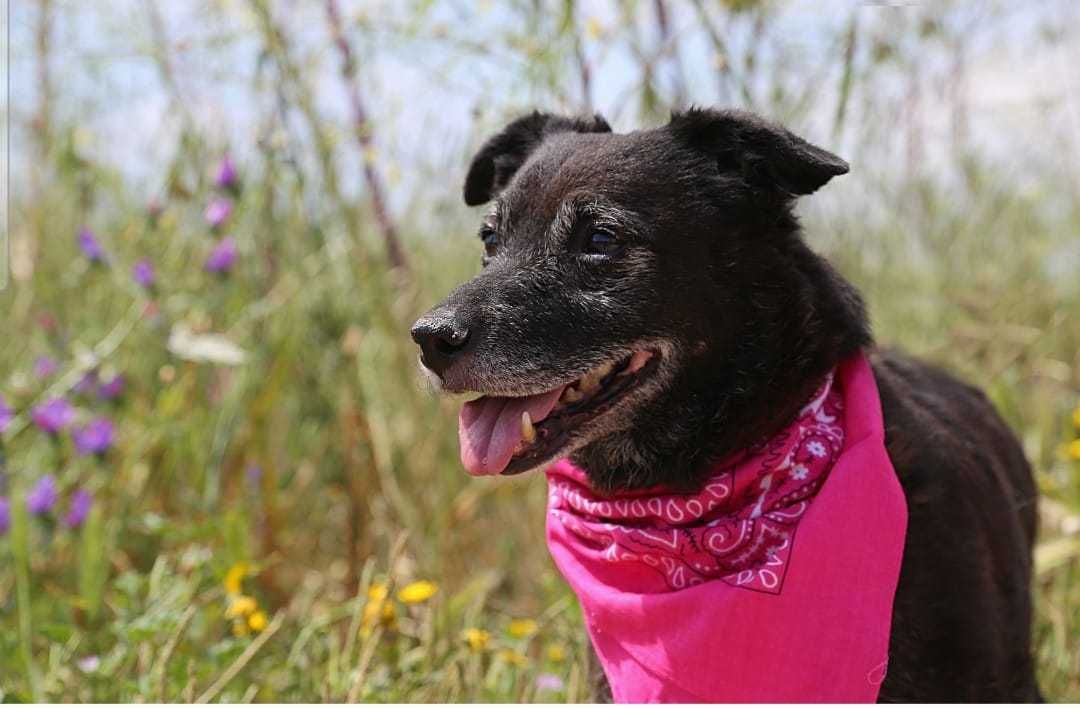 Alfragide - cão pequeno para adoção