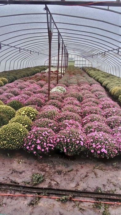 Sprzedam Chryzantemy Drobnokwiatowe doniczkowe