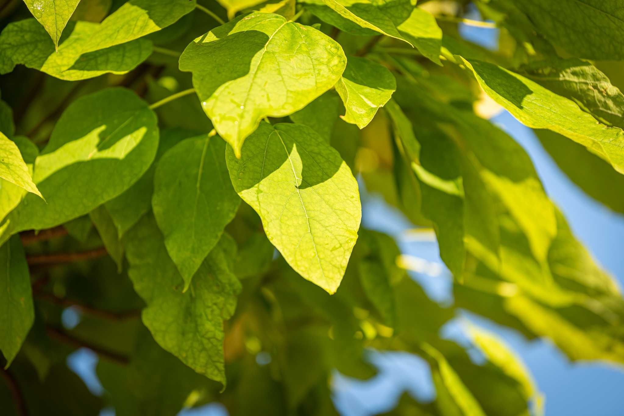 Surmia bignoniowa 'Nana'/ Catalpa bignonioides 'Nana'/ KATALPA