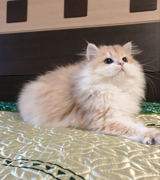Золотая британская шиншилла