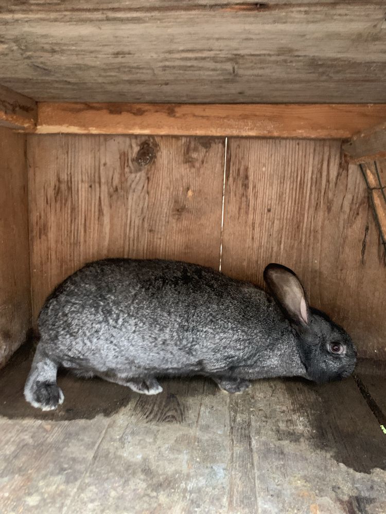 Продам молоді самочки є різний вік