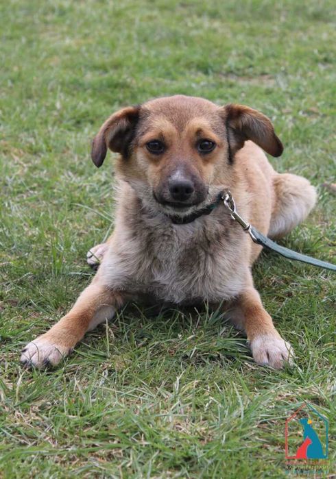 Mała, młoda sunia Monia szuka domu