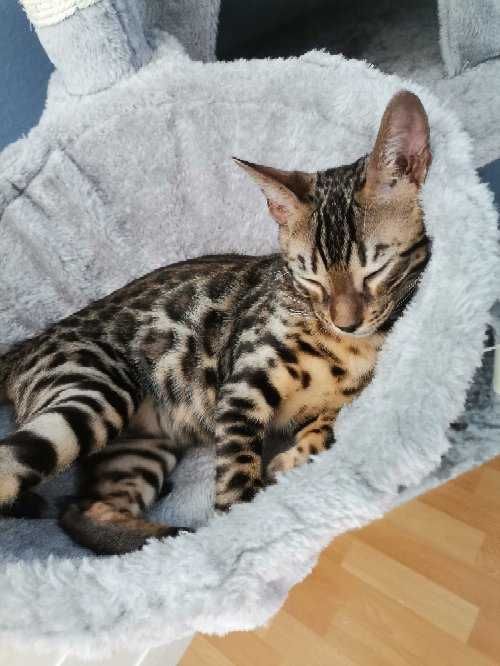 Koty rasowe bengalskie