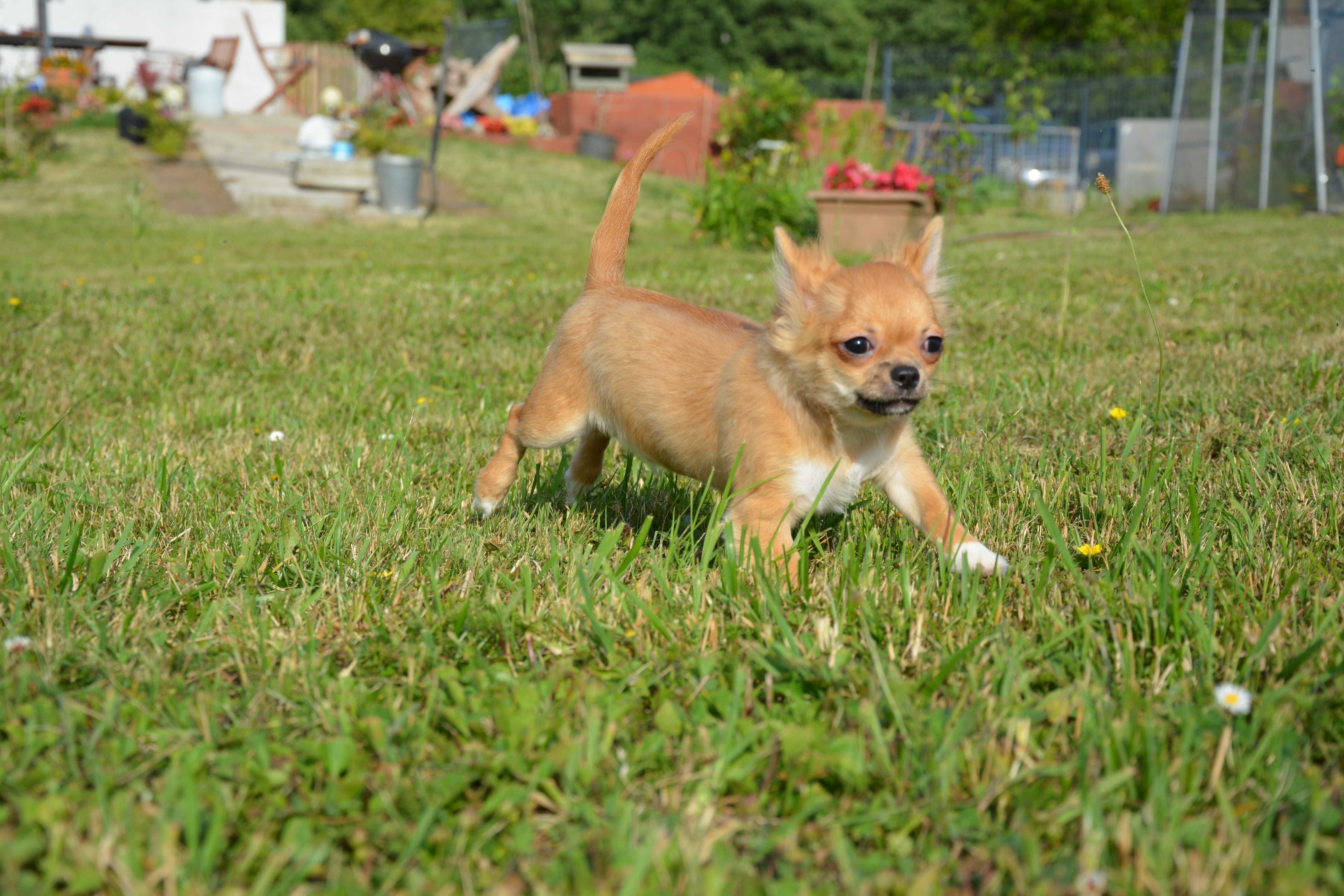 chihuahua chłopak długowłosy ZKwP FCI