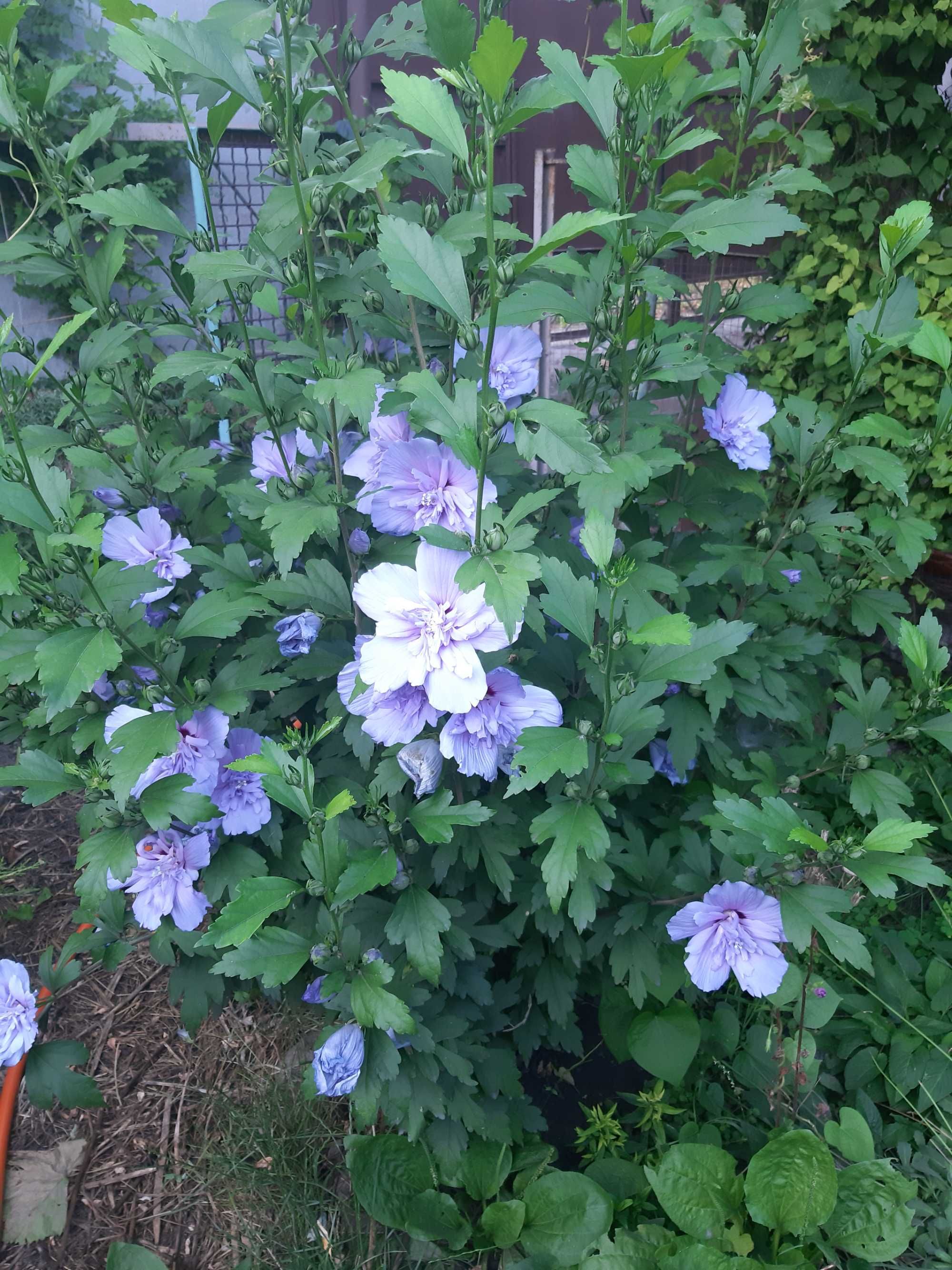 Гибискус Blue Chiffon