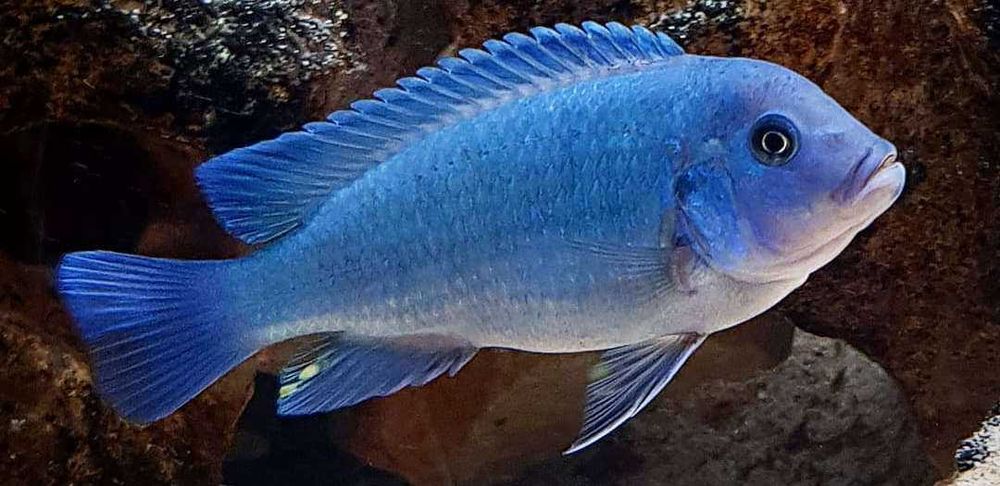 GB MALAWI Pyszczak Cobalt - dowóz ryb!