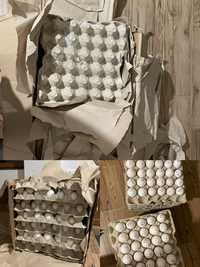 Яйца инкубационные,бройлер кобб и росс, марабелла, R3A,, ломан,декабл