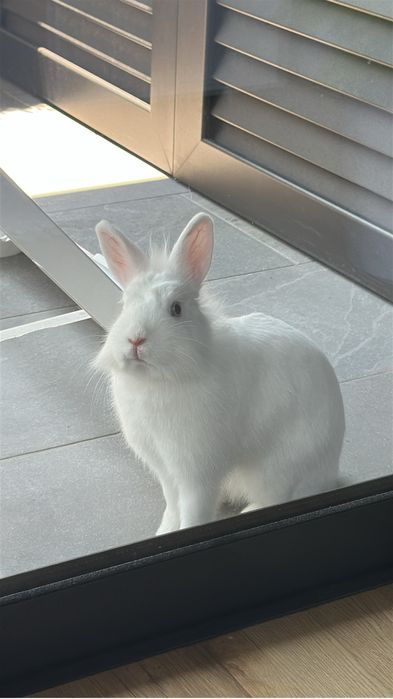 Coelha anã + Kit Completo de Acessórios