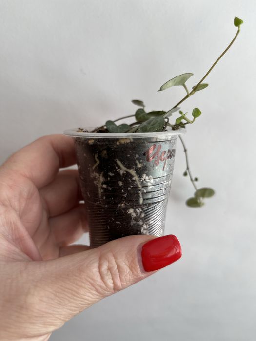 Церопегія Вуду варієгатна