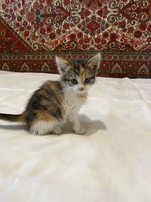 Котята в хорошие руки