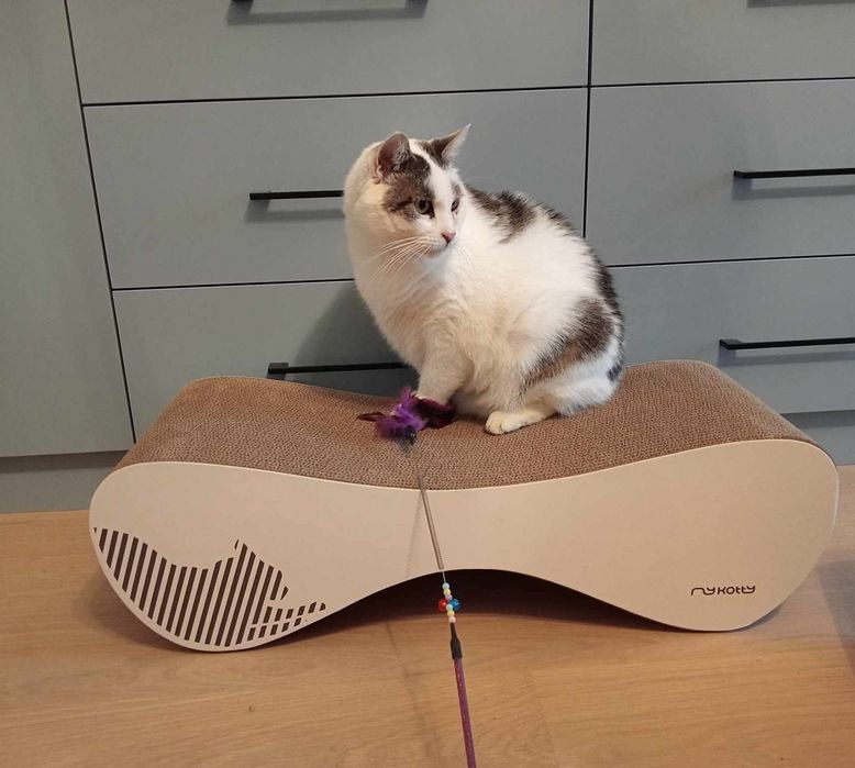 Biały bury kot kocur kocurek