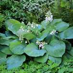 Funkia Hosta 'Blue Angel' Doniczka 3.0L Ogromne niebieskie liście