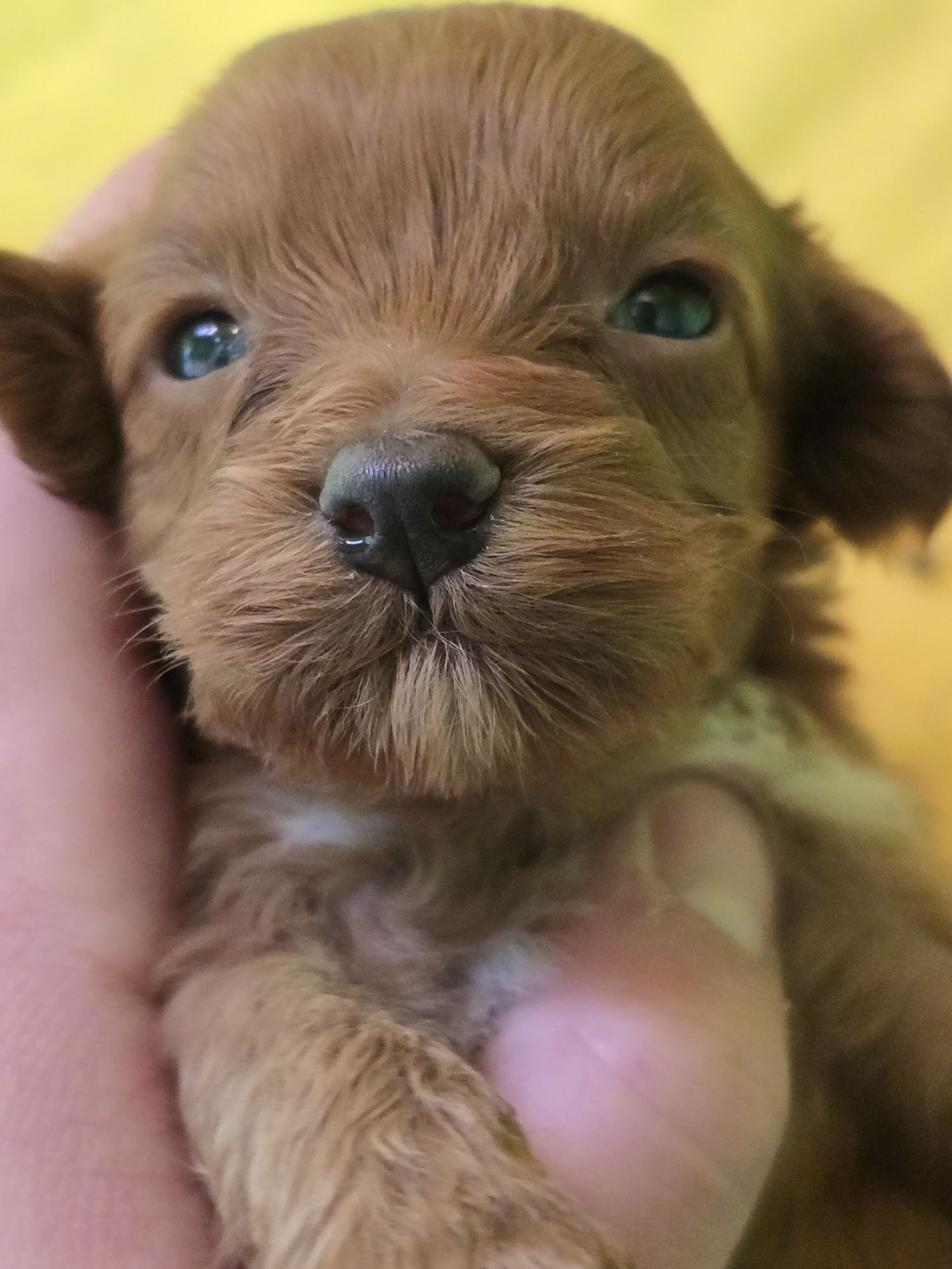 Piesek cavapoo cavadoodle toy