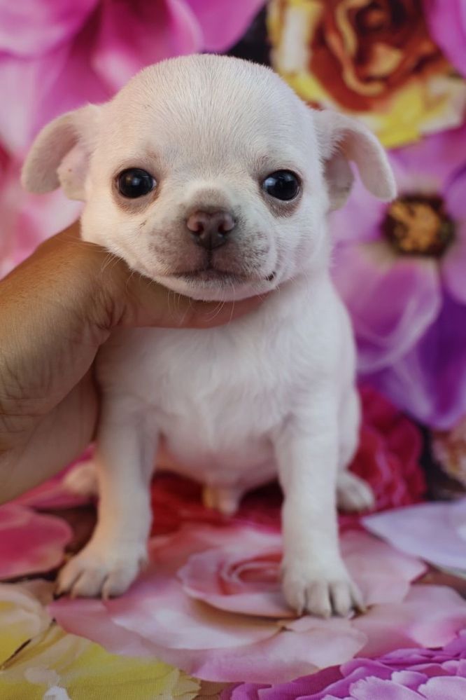 CHIHUAHUA MACHO pelo curto