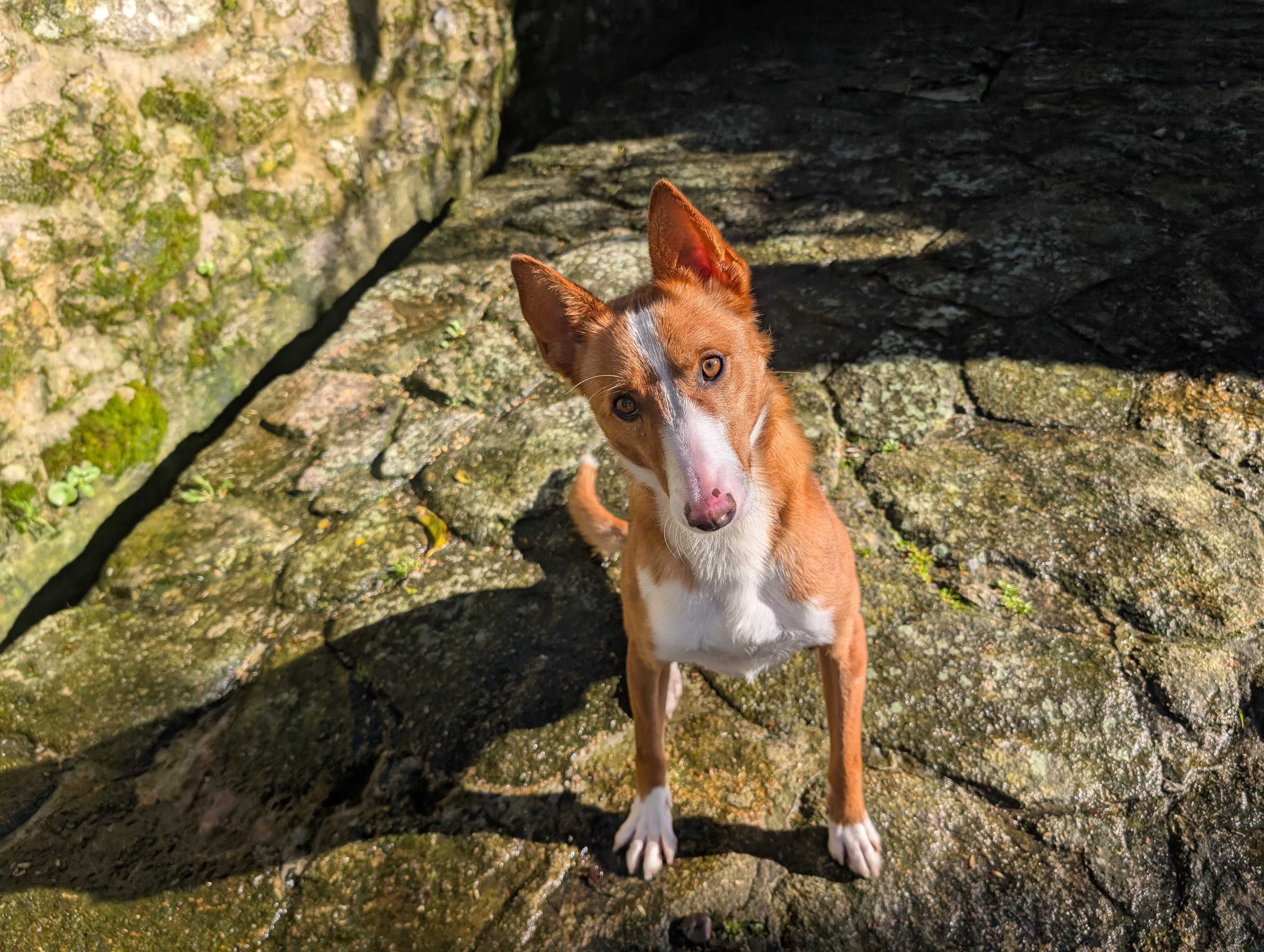 Cão Podengo Português Médio com LOP para Adoção – Viseu