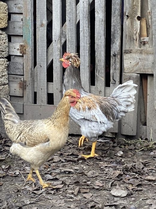Пара чубатих курей, півень+ курка, домашні чубаті кури