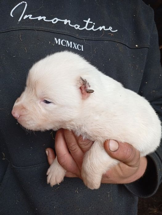 Продаємо Щенята алабая