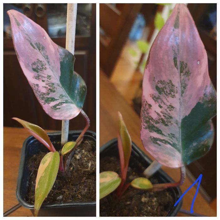 Philodendron strawberry shake