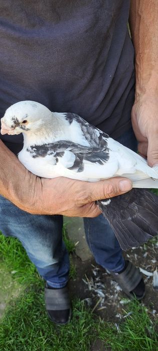 Sprzedam gołębie homery