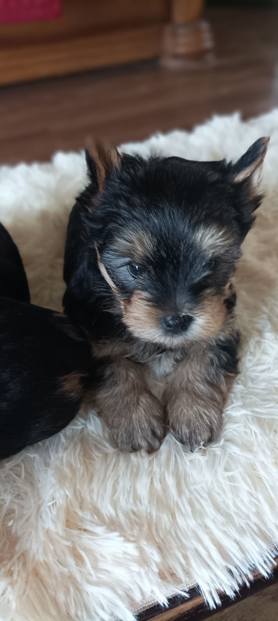 Yorkshire terrier