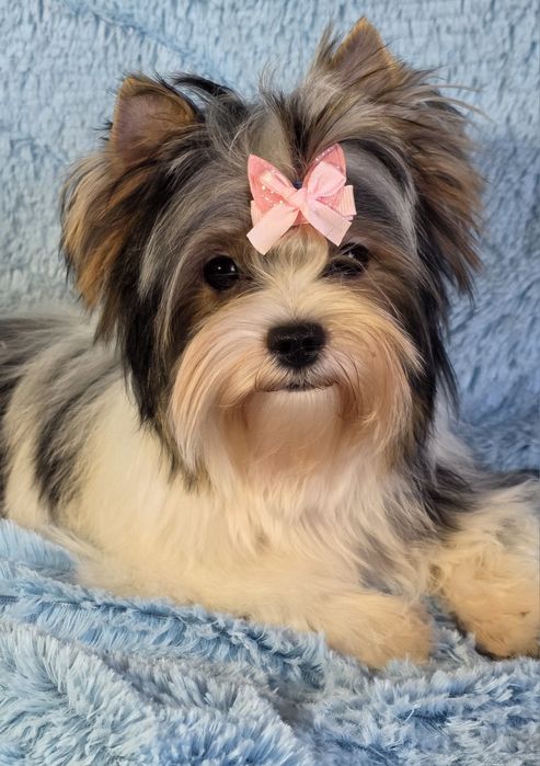 Дівчинка бівер йорк