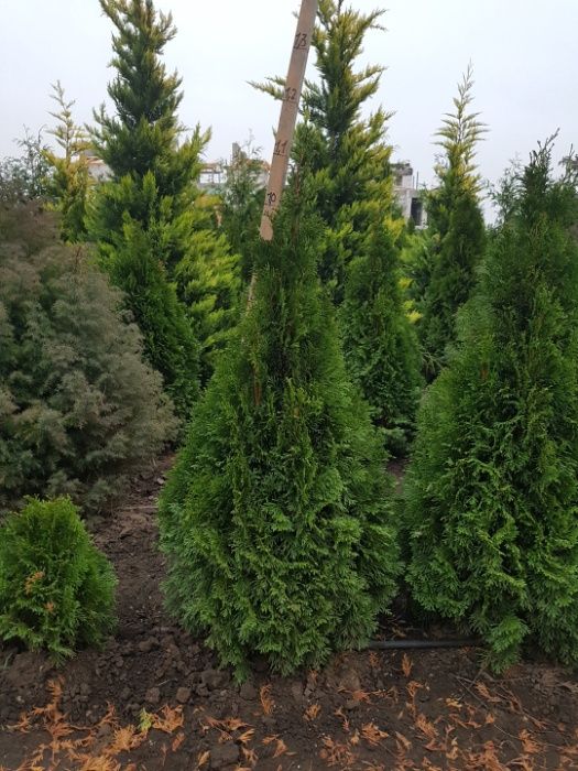 Туя западная смарагд 140-160см.