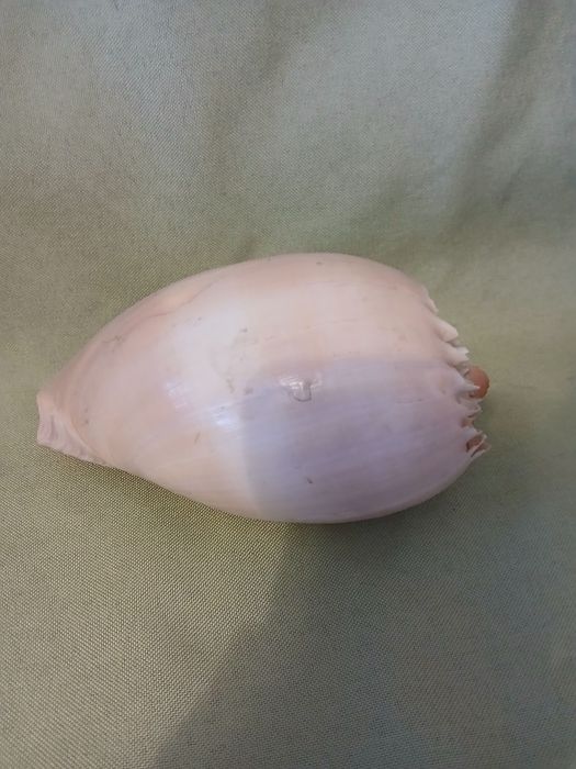 Ракушка в коллекцию