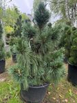 Pinus schwerinii ' Wiethrost'