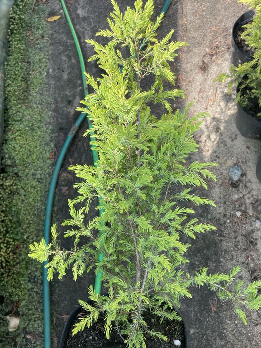 Jalowiec kolumnowy Gold Cone 40 -50 cm