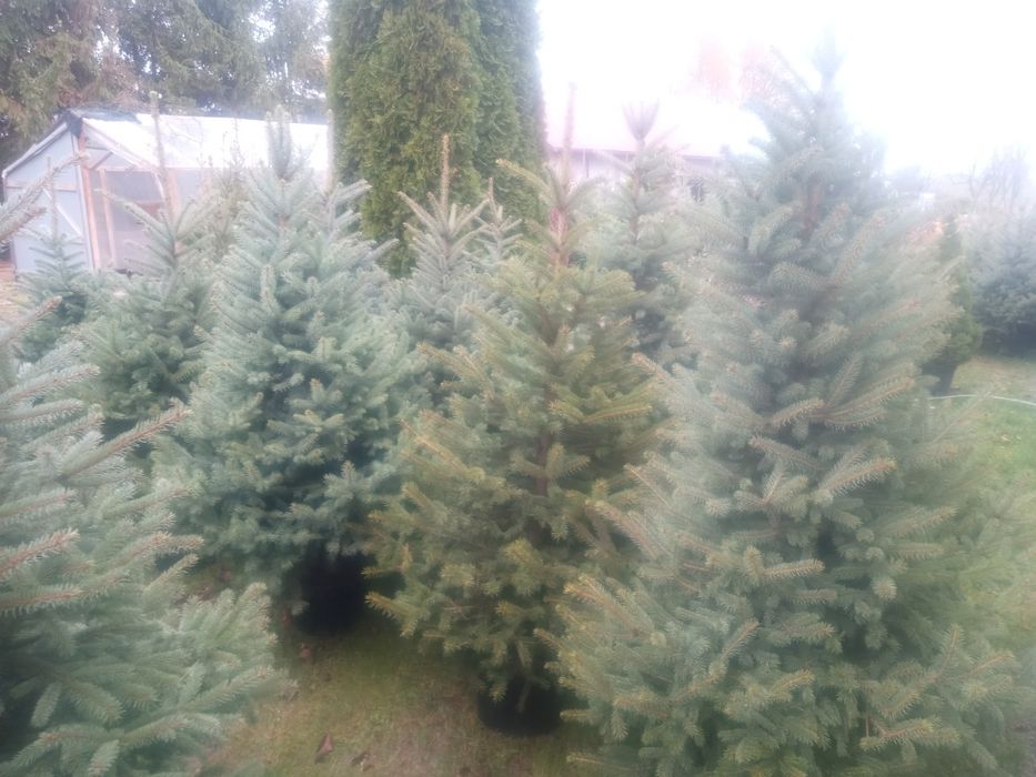 CHOINKI _Świerk srebrny_Jodla KAUKASKA w doniczkach oraz tuje SZMARAGD
