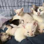 Gata mae e bebes  para adoção responsavel