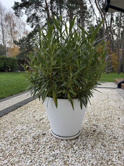 Oleander wraz z donicą i ceramiczną podstawką Okaz!