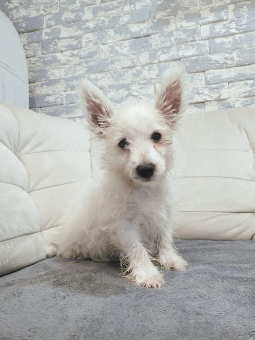 West  highland terrier white