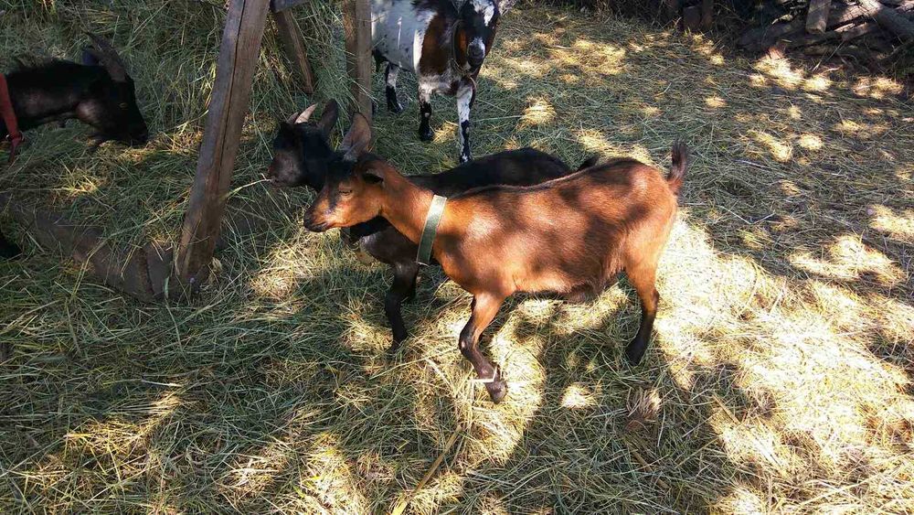 Камерунські козочки