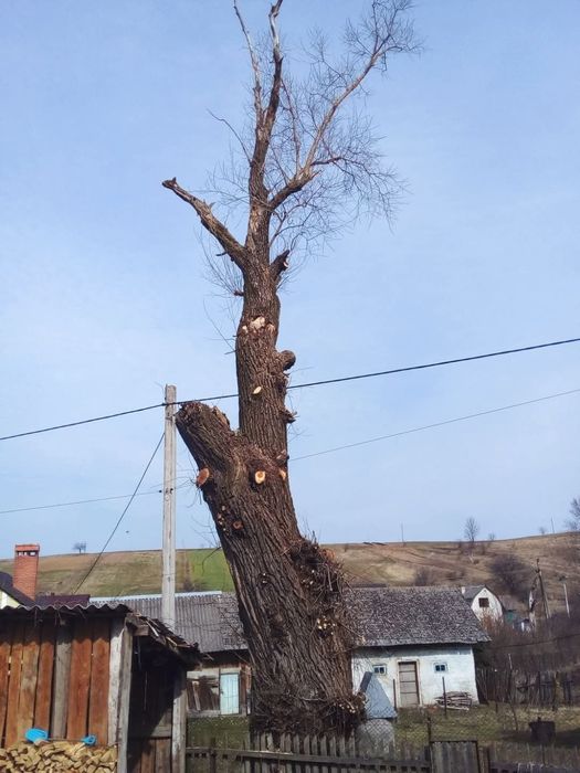 "ОБРІЗКА ДЕРЕВ"
*Зрізання аварійних дерев
*Обрізка сухих та гнилих гіл