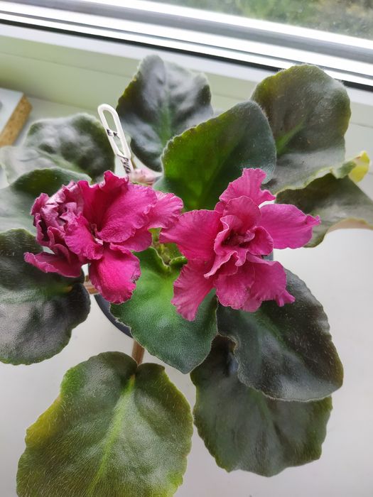 Фіалки  продаж обмін