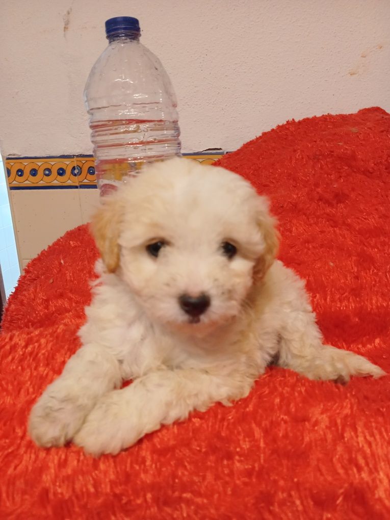 Magnífico Macho Shihtzu