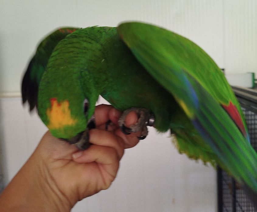 Amazona ochrocephala