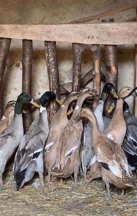 Індійський бігун дикого шоколадного та арлекінового окрасу