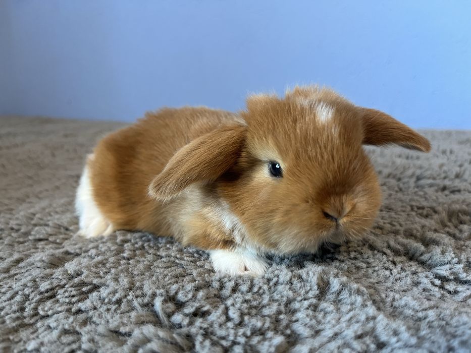 Mini lop/rasowy/legalna hodowla
