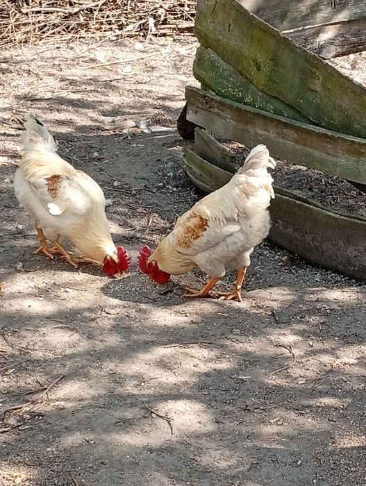 Молоді півні Домінант брунатний недорого