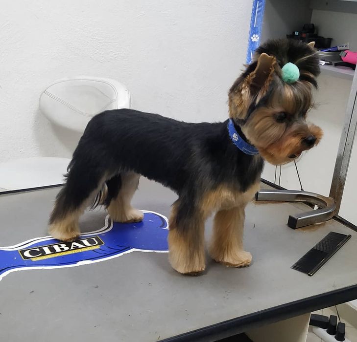 Стрижка собак в Харькове