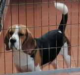 Beagle LOP/Montas