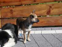 Chihuahua -mikro XXXS
