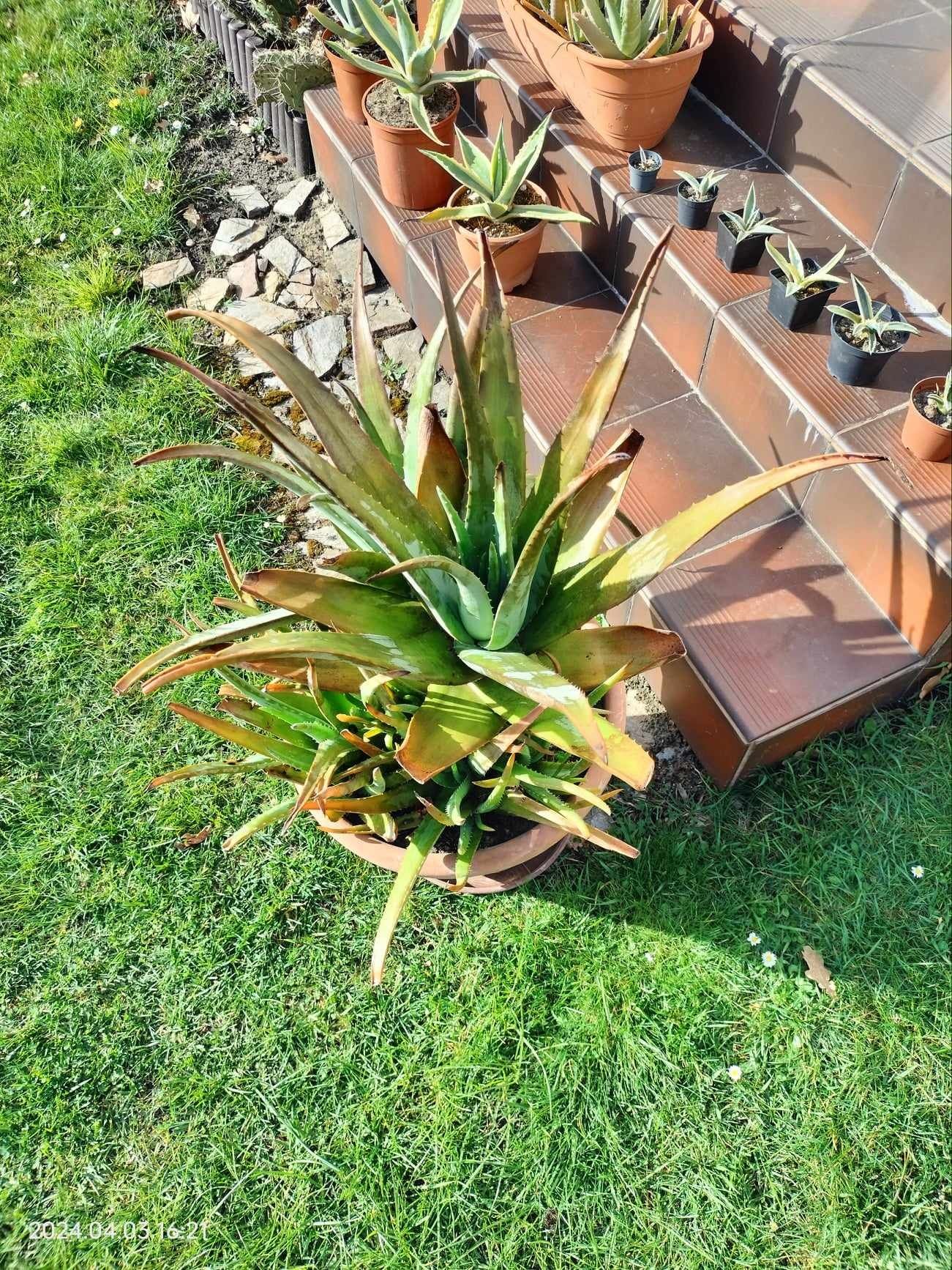 Aloes zwyczajny Duży