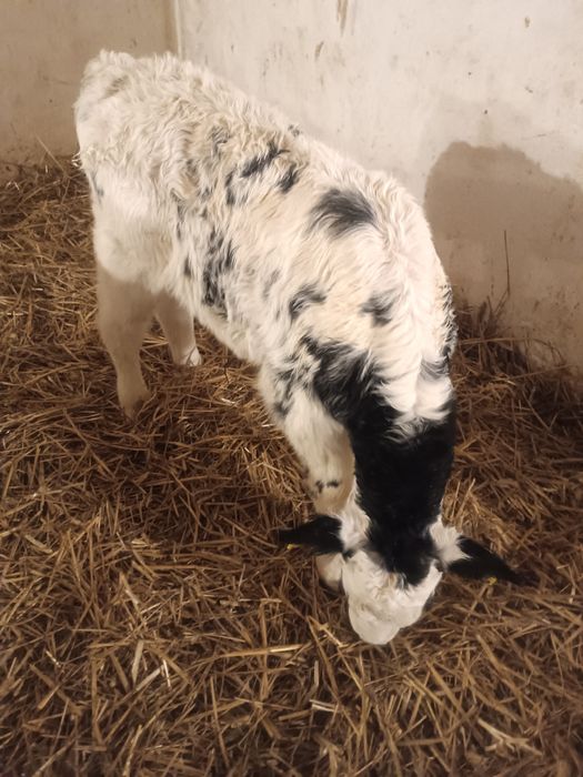 Jałoszka mięsna byczek