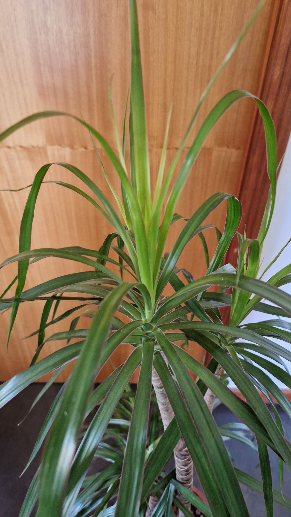 Dracaena Marginata cerca de 110cm 
Com cerca de 110cm