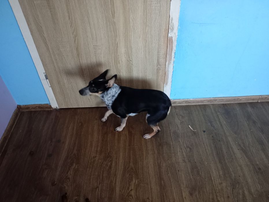 Oddam pieska w dobre ręce