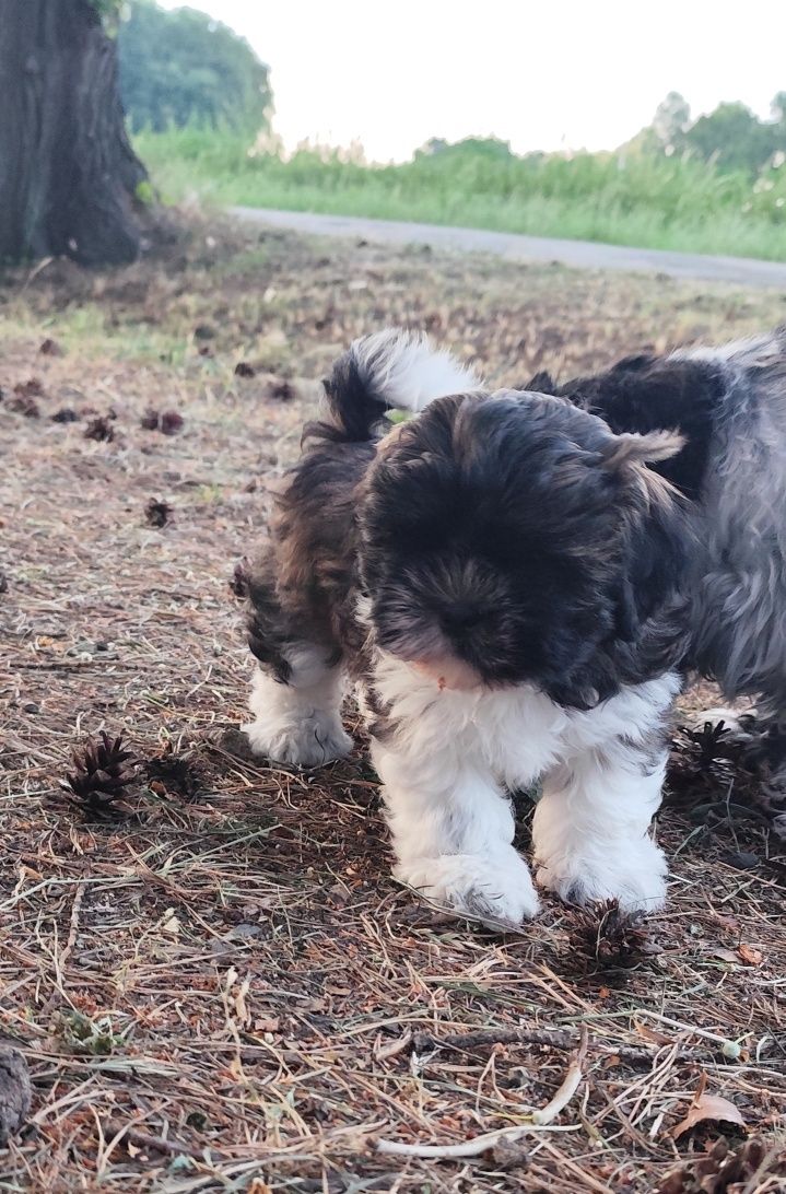 Piesek tricolor Shih tzu gotow do zmiany domku